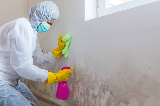 Professional Mold Inspection in Baytown, TX